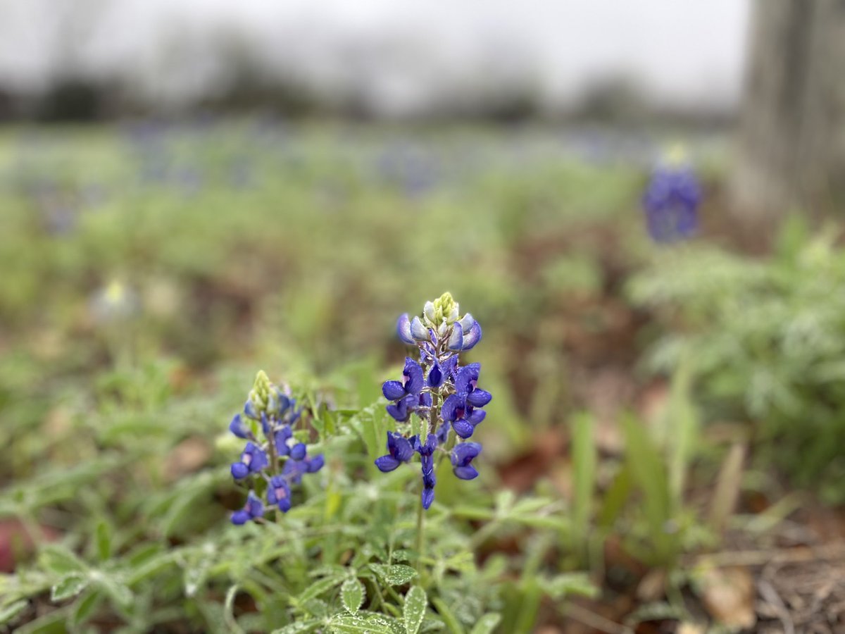 Blue Bonnets are starting to blossom around San Antonio and in the Hill Country. Spring is right around the corner!