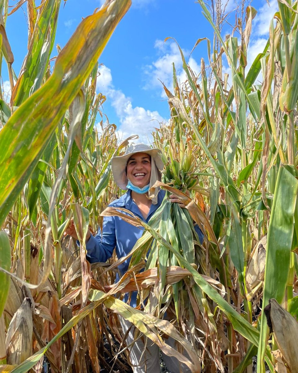 UF_IFAS's tweet photo. Meet Katia Viana Xavier: @EvergladesREC's first female plant pathologist is a go-to resource for @EAA_Farmers fighting plant diseases in their fields.  

Learn about this pioneering woman of #UFIFAS 🔗 https://t.co/tGMR7GBU2K

#InternationalWomensDay https://t.co/c0WyEBTc5m
