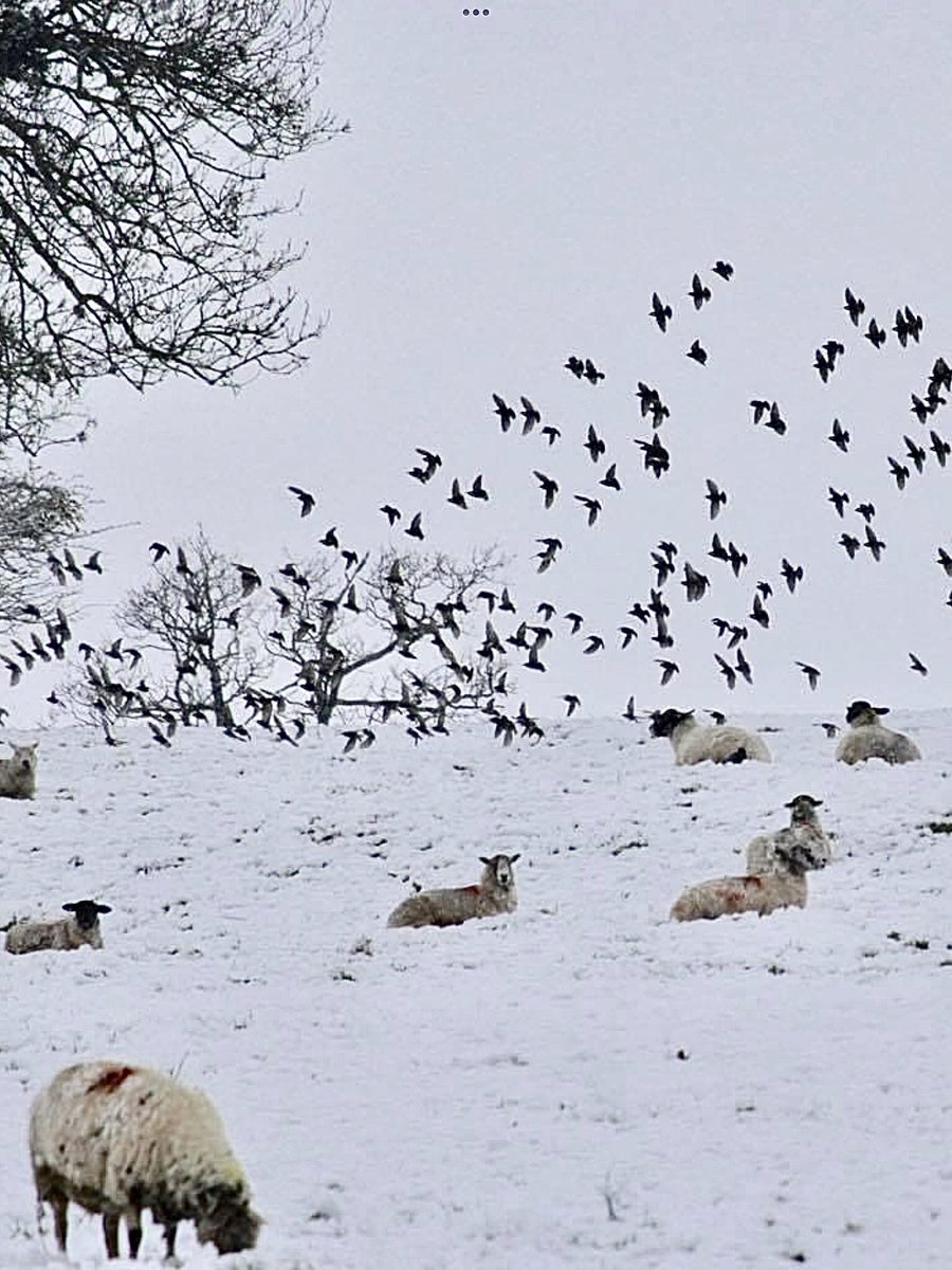 janepursey's tweet image. Snow, sheep and starlings when I was out walking