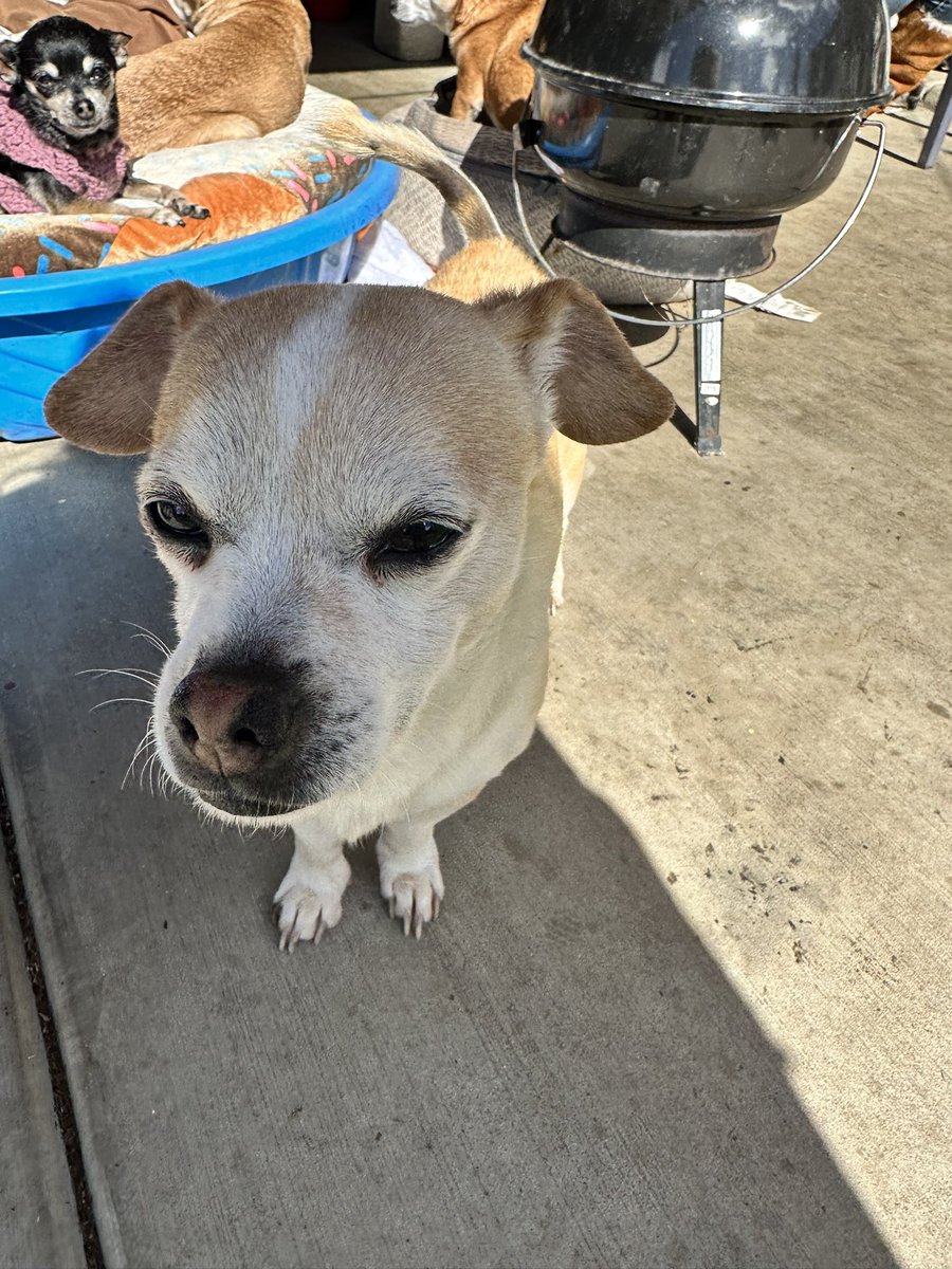 PopPrismPower tweet media