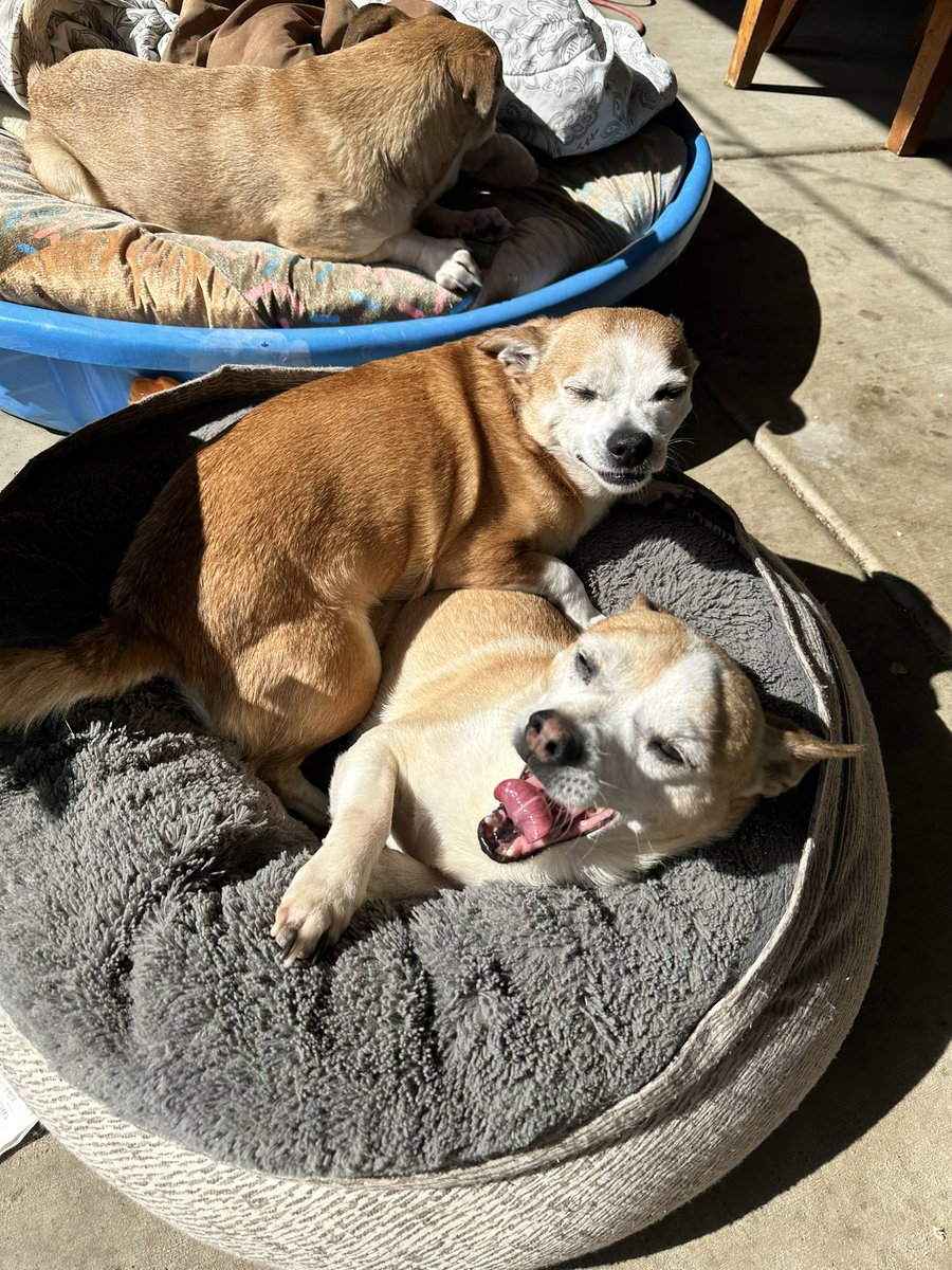 PopPrismPower tweet media