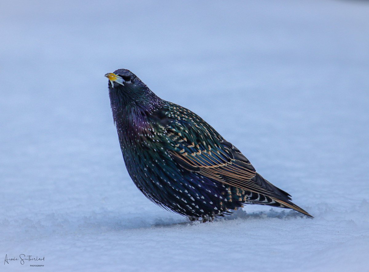 AimeeS74's tweet photo. Beautiful Starling in the snow #Shetland #snow #starling #wildbirdphotography https://t.co/7IZlrfPy1J