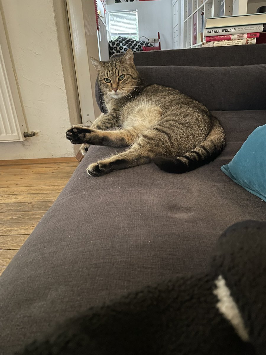 Ihr Lieben v. #twitterrudel , meine ExBedienerin hat Miezi (16 Jahre) aus d.Tierheim bei sich aufgenommen. Ihr vorheriges Frauchen ist gestorben 😿 meine Bedienerin ist immer noch arg traurig, wenn sie an mich denkt - aber so konnte es ja nicht weitergehen. Darf Miezi ins Rudel?