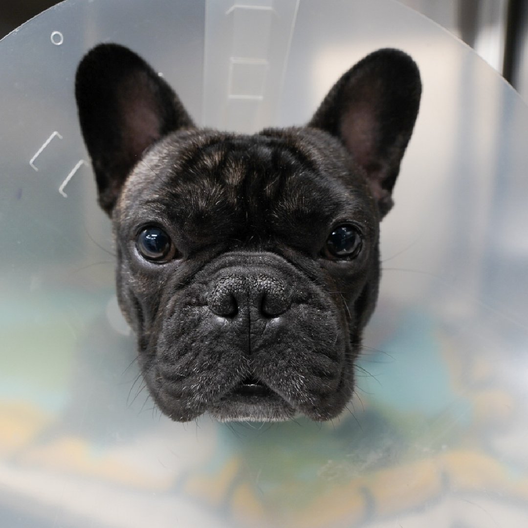 AnimalPlanetLat's tweet photo. ¿Cuál de los pacientes del #DrJeff te parece el más bonito de todos? https://t.co/duFf53vBBL