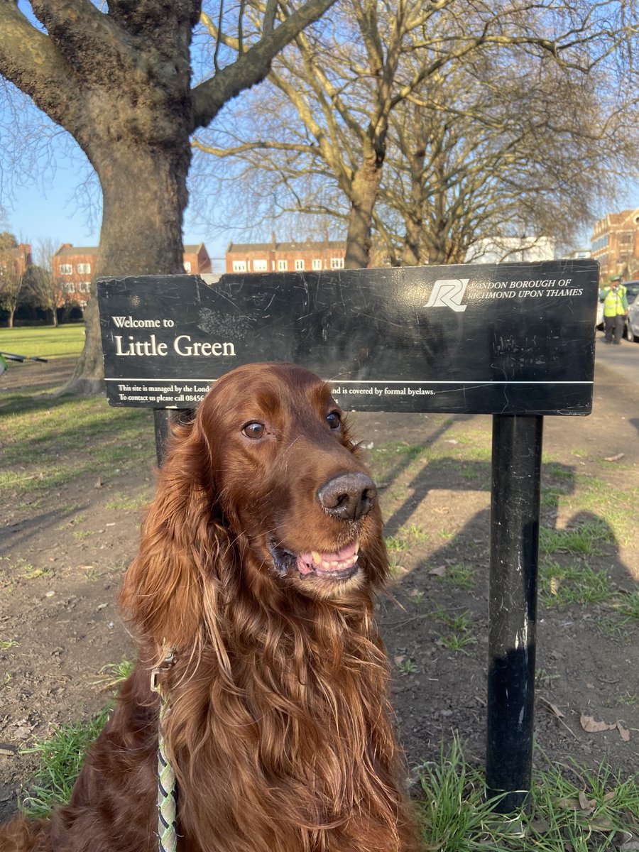 Only 64 sleeps to go for the return of #Richmondmayfair on Saturday 13th of May, Storm is looking forward to the dog show on Little Green ⁦@TotallyRichmond⁩ ⁦@Visit_Richmond1⁩ ⁦@TheRichmondMag⁩ ⁦@RichmondNubNews⁩ ⁦@LBRUT⁩ ⁦@Crufts⁩