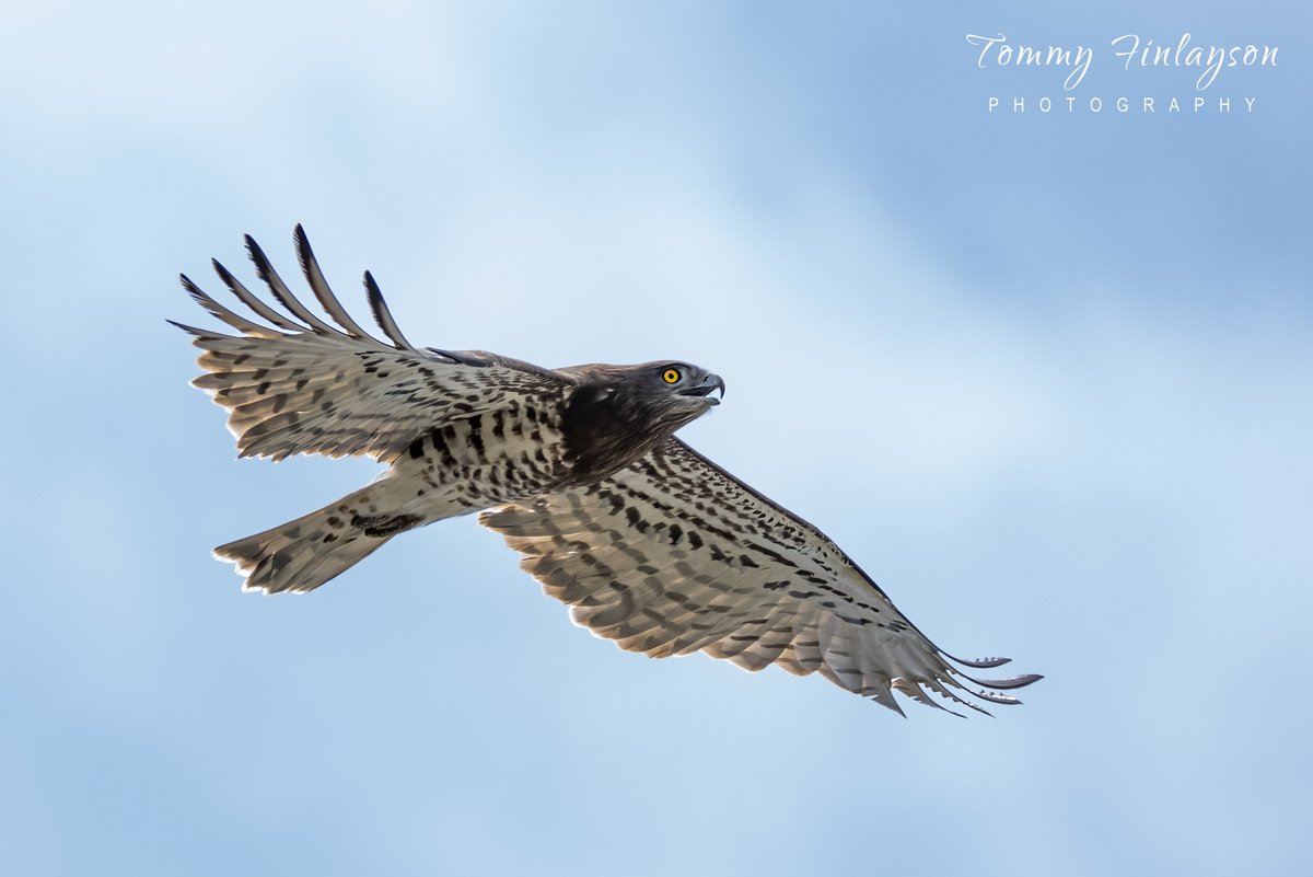 Tommy Finlayson ๐ฌ๐ง๐ฌ๐ฎ (@TommyFinlayson) on Twitter photo 2023-03-08 19:41:47 Spectacular raptor migration with the skies filled with Short-toed Snake eagles crossing the Strait of #Gibraltar #BirdsSeenIn2023 #birdPhotography @BirdingRasta #birdwatching @GibraltarBirds @_BTO @Natures_Voice #TwitterNatureCommunity @gonhsgib @Britnatureguide Spectacular raptor migration with the skies filled with Short-toed Snake eagles crossing the Strait of #Gibraltar #BirdsSeenIn2023 #birdPhotography @BirdingRasta #birdwatching @GibraltarBirds @_BTO @Natures_Voice #TwitterNatureCommunity @gonhsgib @Britnatureguide