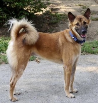 millypod1's tweet photo. 🆘7 MAR 2023 #Lost STARWIN #ScanMe
NEW #RESCUE Cross Breed Male
Thurrock Service Station. M25 Motorway
#WestThurrock #Thurrock #Grays #Essex #RM16 https://t.co/4tgGS3a2yA https://t.co/doQiACL53l