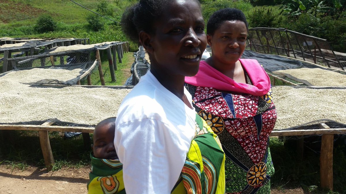 GlesgaRoasters's tweet photo. @SholiCoffee was started by 30 women. Female empowerment is embedded in the foundations. Sholi’s president, Jeanne, is a compelling advocate on the importance of women participating in coffee production &amp; sales on equal terms to men #InternationalWomensDay https://t.co/5ObjMq83Uw https://t.co/wd3sAE75No