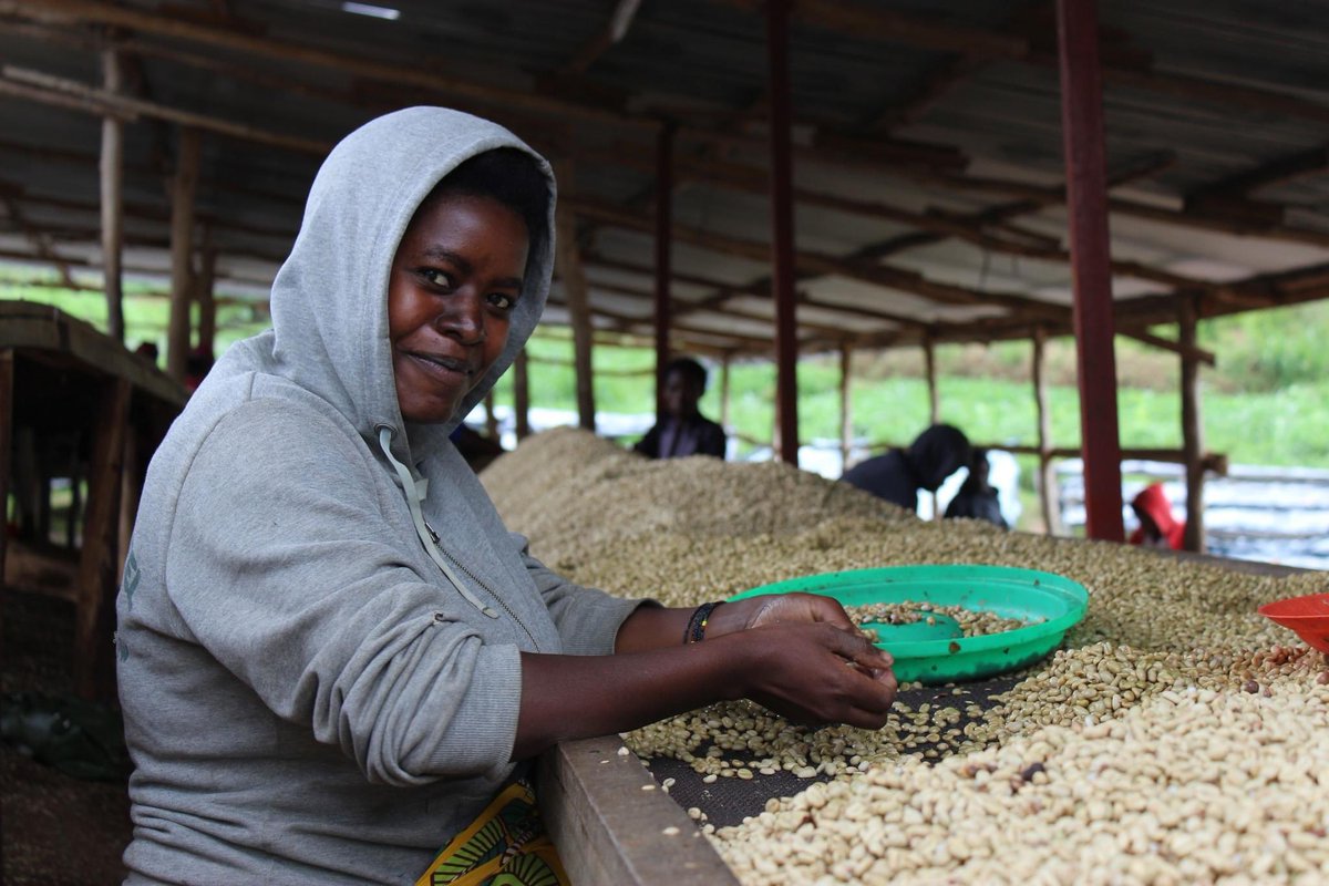 GlesgaRoasters's tweet photo. @SholiCoffee was started by 30 women. Female empowerment is embedded in the foundations. Sholi’s president, Jeanne, is a compelling advocate on the importance of women participating in coffee production &amp; sales on equal terms to men #InternationalWomensDay https://t.co/5ObjMq83Uw https://t.co/wd3sAE75No