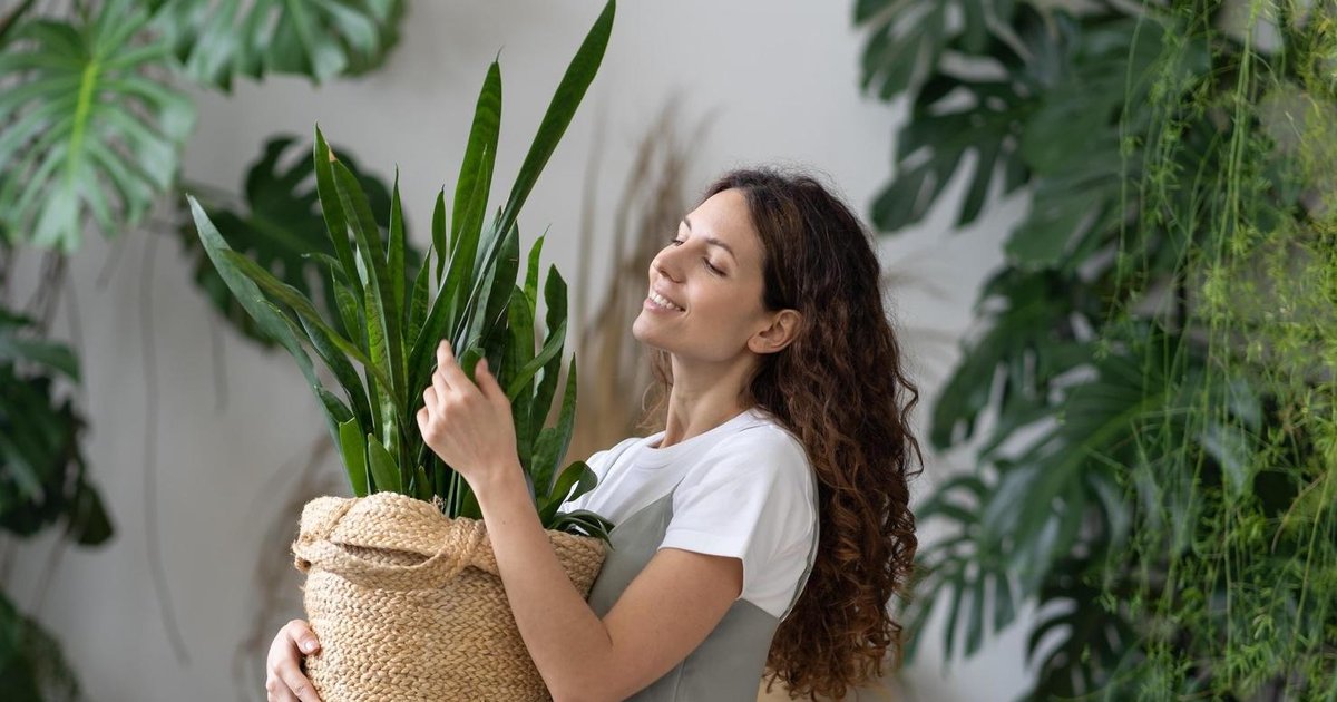 Woman_ru's tweet image. Декорирование квартиры комнатными растениями — это отличный способ внести в обстановку яркие краски. Но покупая очередной цветочный вазон, мы зачастую не задумываемся о том, что он может быть еще и опасным.

#цветы #домашниецветы

vk.cc/cm8bwm