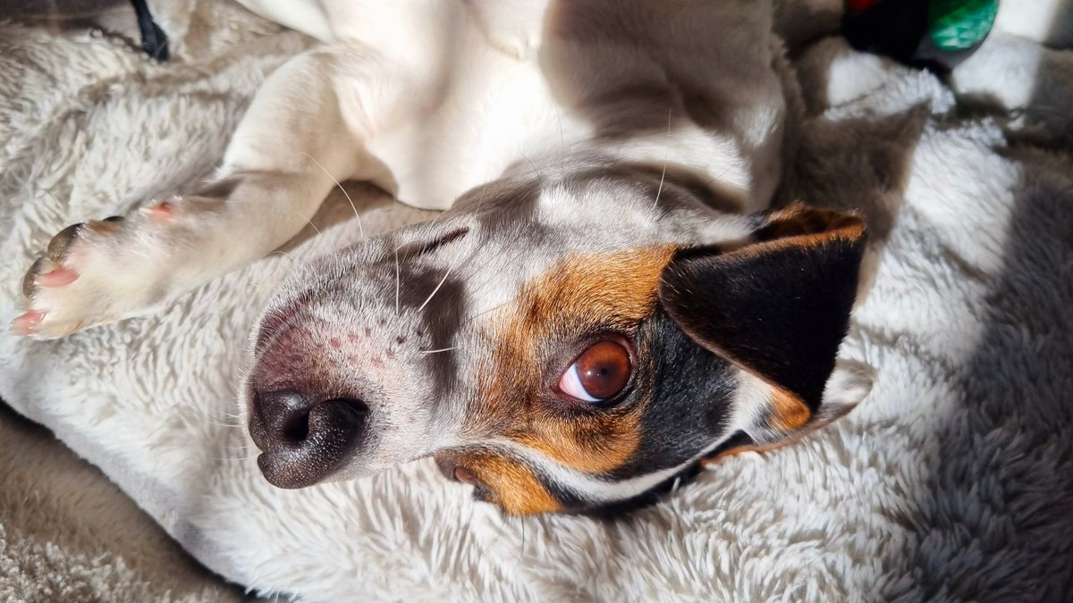 Rox is keeping an eye on me. #JackRussell #CityLifeCardiff