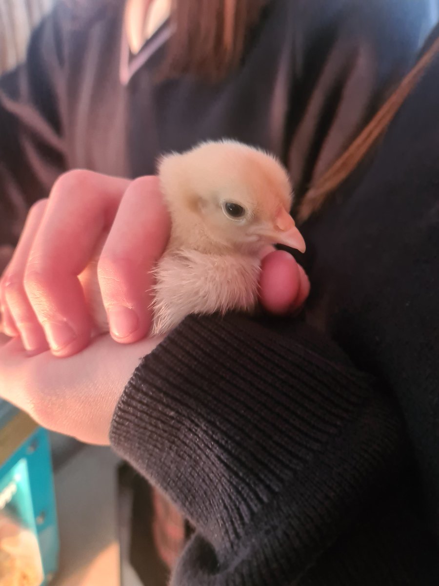Pastoral chicks <a href="/SydenhamHigh/">Sydenham High School GDST #fearnothing</a> excellent life affirming addition to the school. I seem to have been persuaded to bring them home overnight so please all 🙏 that my 😼 stays away #fearnothing #maybefearthecat #pastoralchick