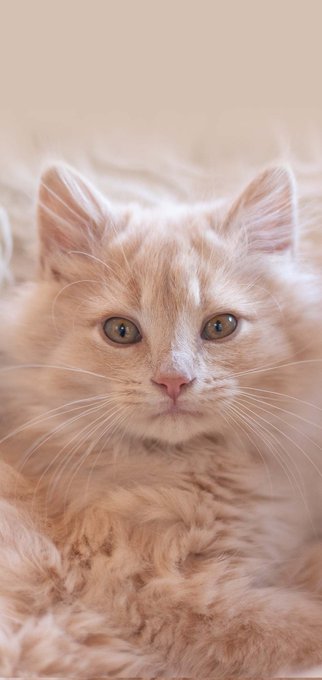 🔥🔥Meow 🔥 #InternationalWomensDay #WomensDay2023 https://t.co/TyIqV6Ugxm<a href="/tag/internationalwomensday"class="tags">#InternationalWomensDay</a><a href="/tag/womensday2023"class="tags">#WomensDay2023</a>