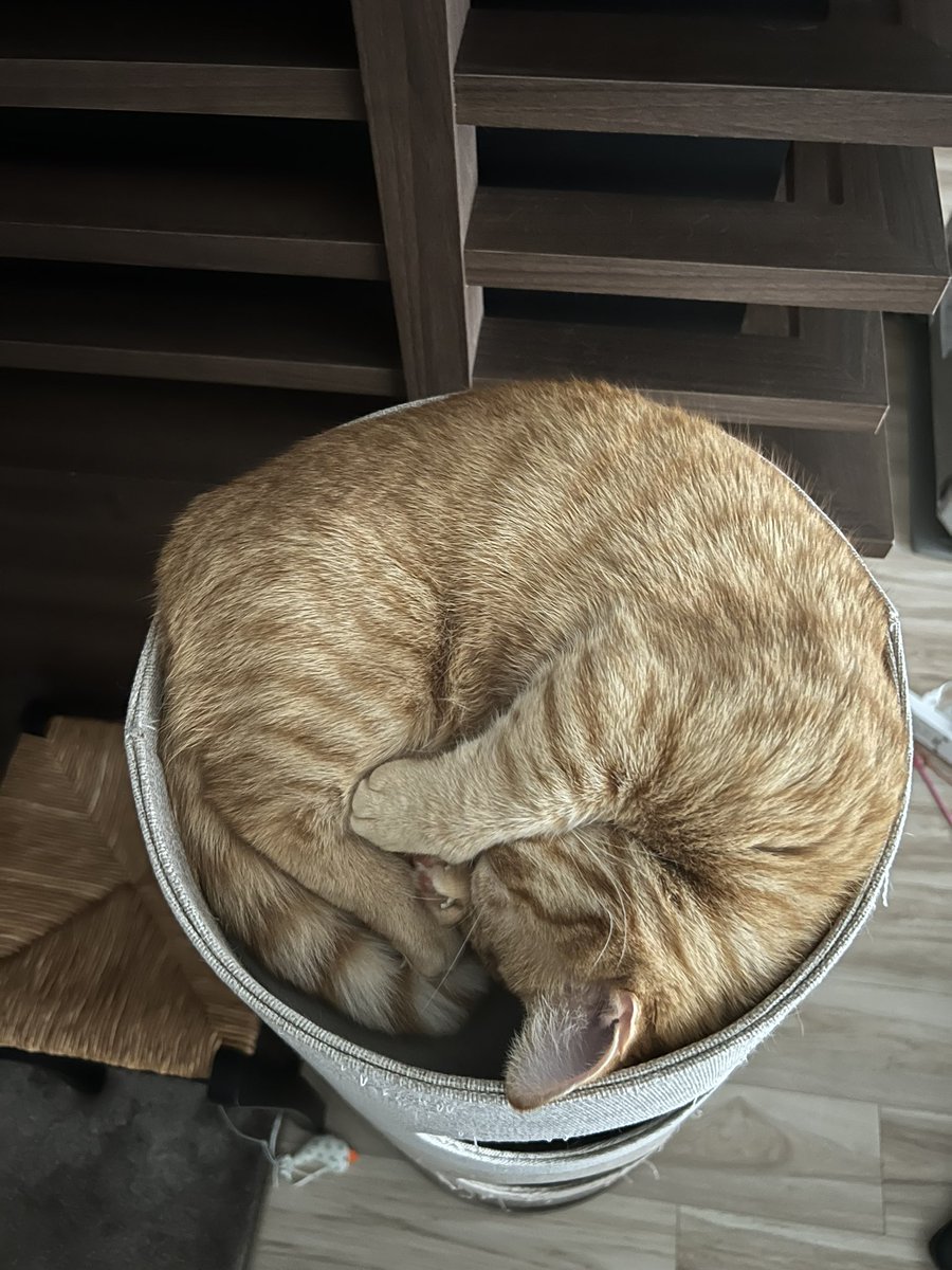 nyanpiron's tweet photo. @xCOLMELx 😴 https://t.co/vdMhBmH3W3