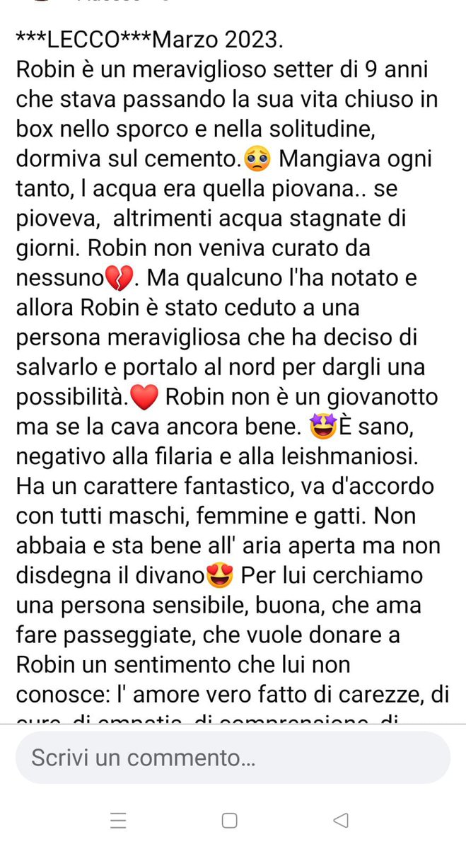 riky7372's tweet photo. Robin è una patata non è un cane. 😄💚
 Buono e patatoso, un compagno di vita ideale che, fino ad ora, ha avuto una vita sfortunata.
Mille condivisioni mi bastano 😄
Ci aiutate? 😘
#adozionedelcuore #adozionecani #adozione https://t.co/A3JpyZgCFV