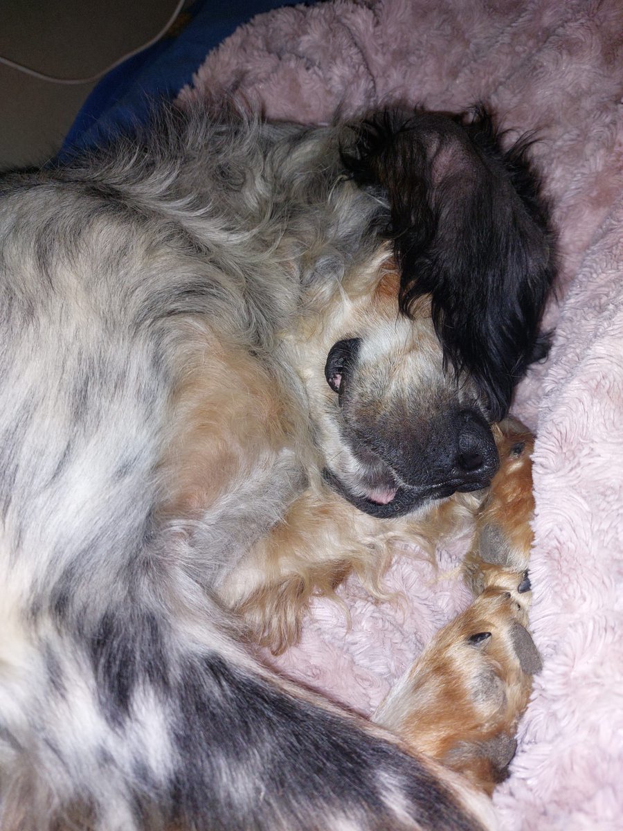 riky7372's tweet photo. Robin è una patata non è un cane. 😄💚
 Buono e patatoso, un compagno di vita ideale che, fino ad ora, ha avuto una vita sfortunata.
Mille condivisioni mi bastano 😄
Ci aiutate? 😘
#adozionedelcuore #adozionecani #adozione https://t.co/A3JpyZgCFV