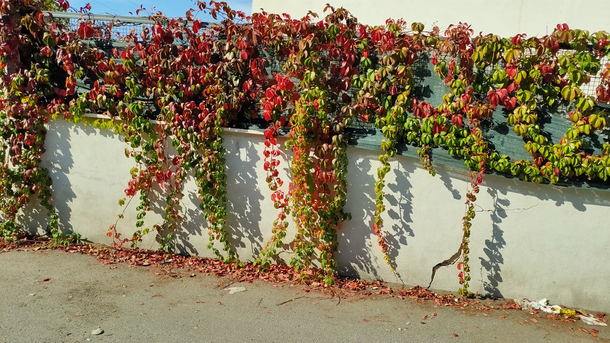 Mujer:  vida y esperanza para el mundo. Feliz día!