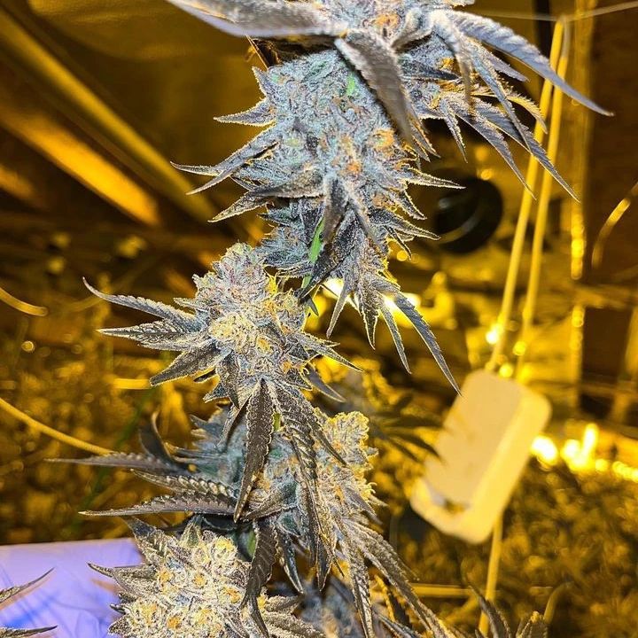 rikki_LA_'s tweet photo. Strain: Jealousy x Oreoz.
#cannabisbusinesses #cannabisindustry #professionalgrowth #professionalgrower #marijuanaindustry #marijuanabusiness #greenhousedesign #cannabisconstruction #growbenches #growlights https://t.co/Jcx8YlBPgo