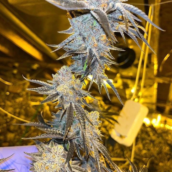 Strain: Jealousy x Oreoz.
 #cannabisbusinesses  #cannabisindustry #professionalgrowth #professionalgrower #marijuanaindustry #marijuanabusiness  #greenhousedesign #cannabisconstruction #growbenches #growlights