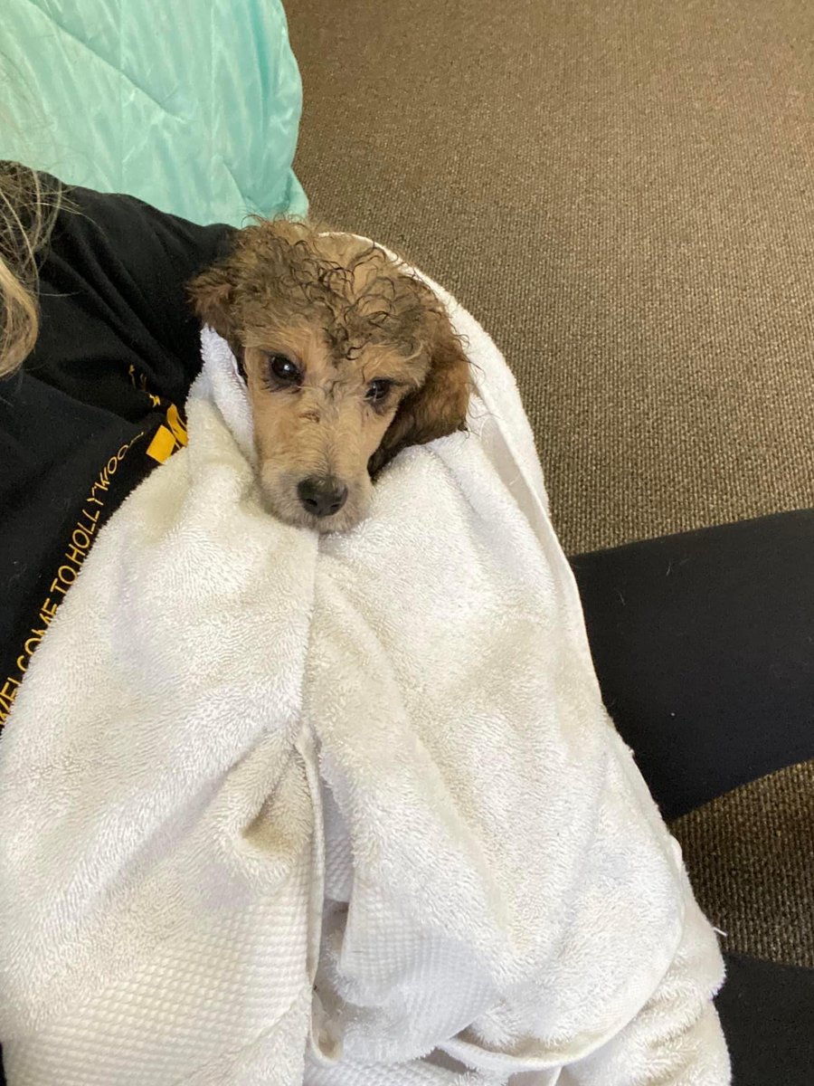 PGIdogs's tweet photo. It's time for SPRING CLEANING! Here are some of our pups getting much needed baths so they can feel fresh and clean 🧼
#servicesdogsintraining #pgidogs #dogs #servicedogs #dogsofpeoria #pgi https://t.co/DfIb82MZwO