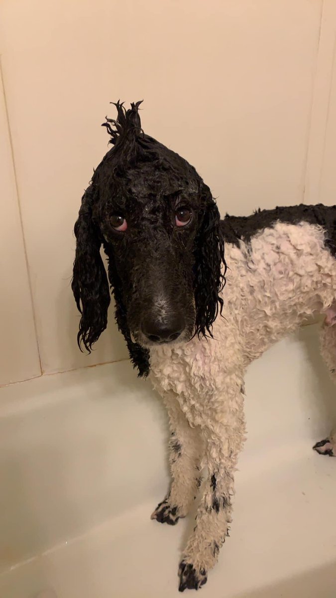 PGIdogs's tweet photo. It's time for SPRING CLEANING! Here are some of our pups getting much needed baths so they can feel fresh and clean 🧼
#servicesdogsintraining #pgidogs #dogs #servicedogs #dogsofpeoria #pgi https://t.co/DfIb82MZwO
