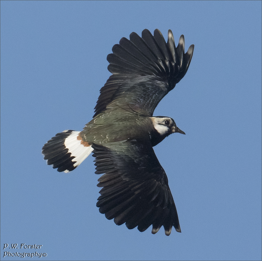 paul230156's tweet photo. 4 Pair of lapwings on Margrove Displaying today
@teesbirds1 @WhitbyNats @WildlifeMag @Natures_Voice @wildlife @ynuorg @clevelandbirds @teeswildlife @TeesCoast @DurhamBirdClub @TeesmouthNNR @RSPBSaltholme @YWT_North @YorksWildlife @NTBirdClub  #7dM11 https://t.co/FBOnxq475L