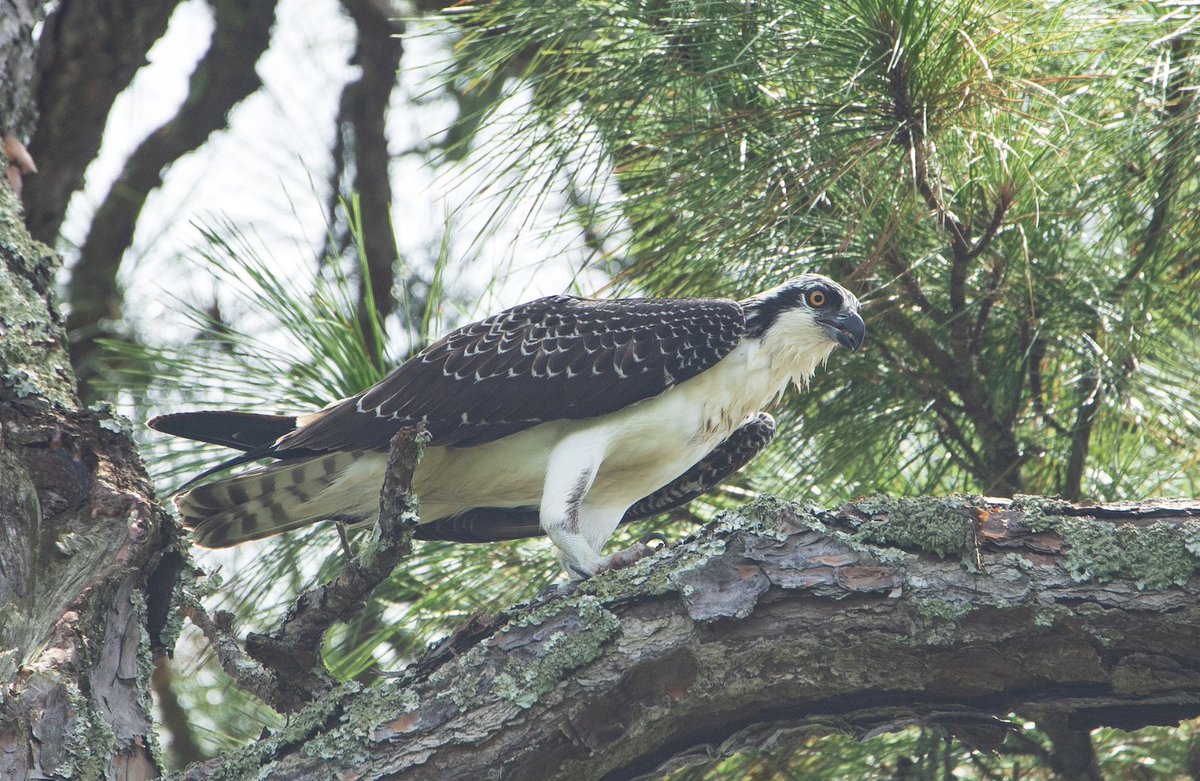 KiawahConserv's tweet photo. Did you know that ospreys generally do not drink water? Their fish-based diet provides them with all the nutrients they need. 

📷 Adam Wolf
#NaturallyKiawah #Kiawah #Wildlife #Nature #protectwhatyoulove https://t.co/oQTcrarlyn