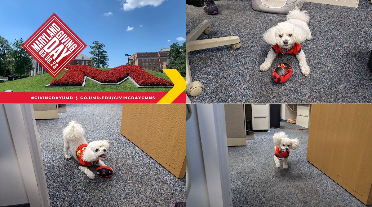 UMDEntomology's tweet photo. Tiny #InsectTerp Marty is a Su-paw-star. He is bringing #GivingDayUMD from the red zone into the endzone. Join Marty in making a donation to @UMDEntomology scholarships now through midnight. Even the tiniest donations can have a paws-itive impact! https://t.co/me3MKmPjf7 https://t.co/XSqAjnJTlA