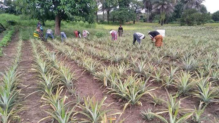 Amadou le Politologue Diallo tweet media