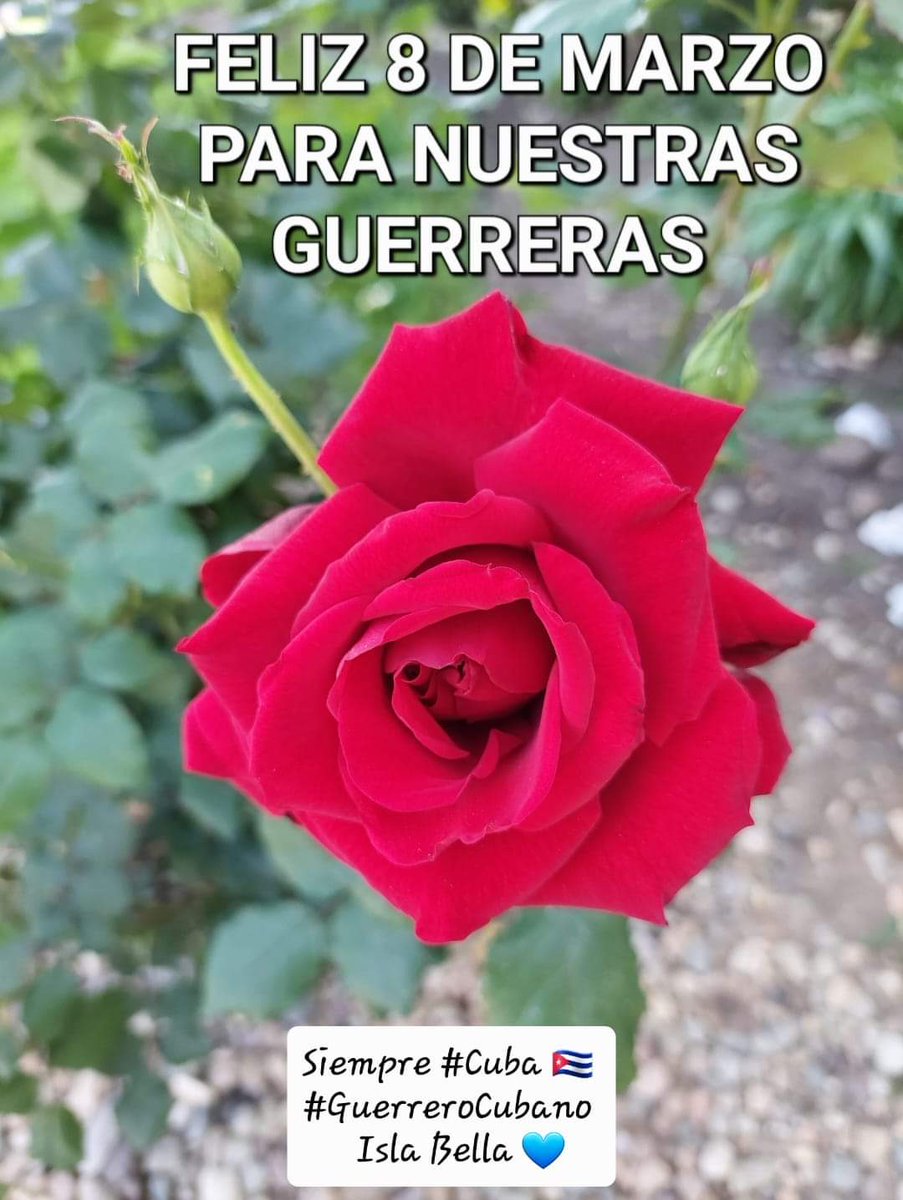 UN MAR DE 🌹🌹🌹🌹 PARA NUESTRAS GUERRERAS, FELICIDADES. 

SIEMPRE #Cuba 🇨🇺 #GuerreroCubano
ISLA BELLA 💙
#MujeresEnRevolucion 
#DiaDeLaMujer 
<a href="/LguCubacoopera/">LguCubacoopera</a>