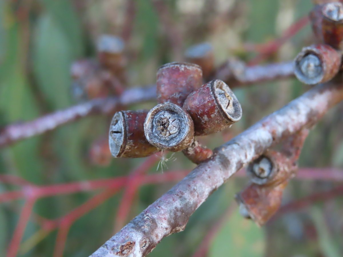 Large-flowered Bundy or Eucalyptus nortonii in Mount Taylor Nature Reserve #Canberra #CitizenScience #biodiversity @NatureMapr @CitSciOZ @EucalyptAus