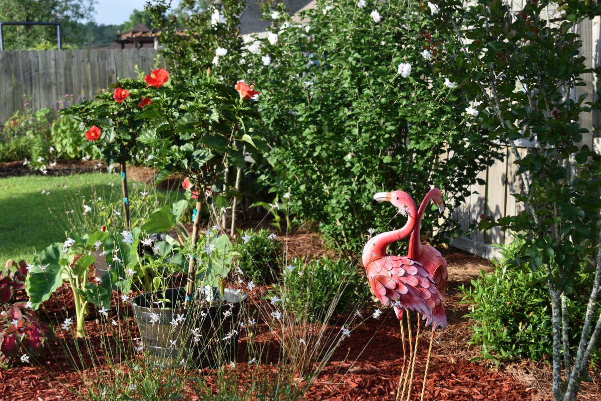 floretlover12's tweet image. July 15, 2022 and today! #gardening #summertime #waitingforspring