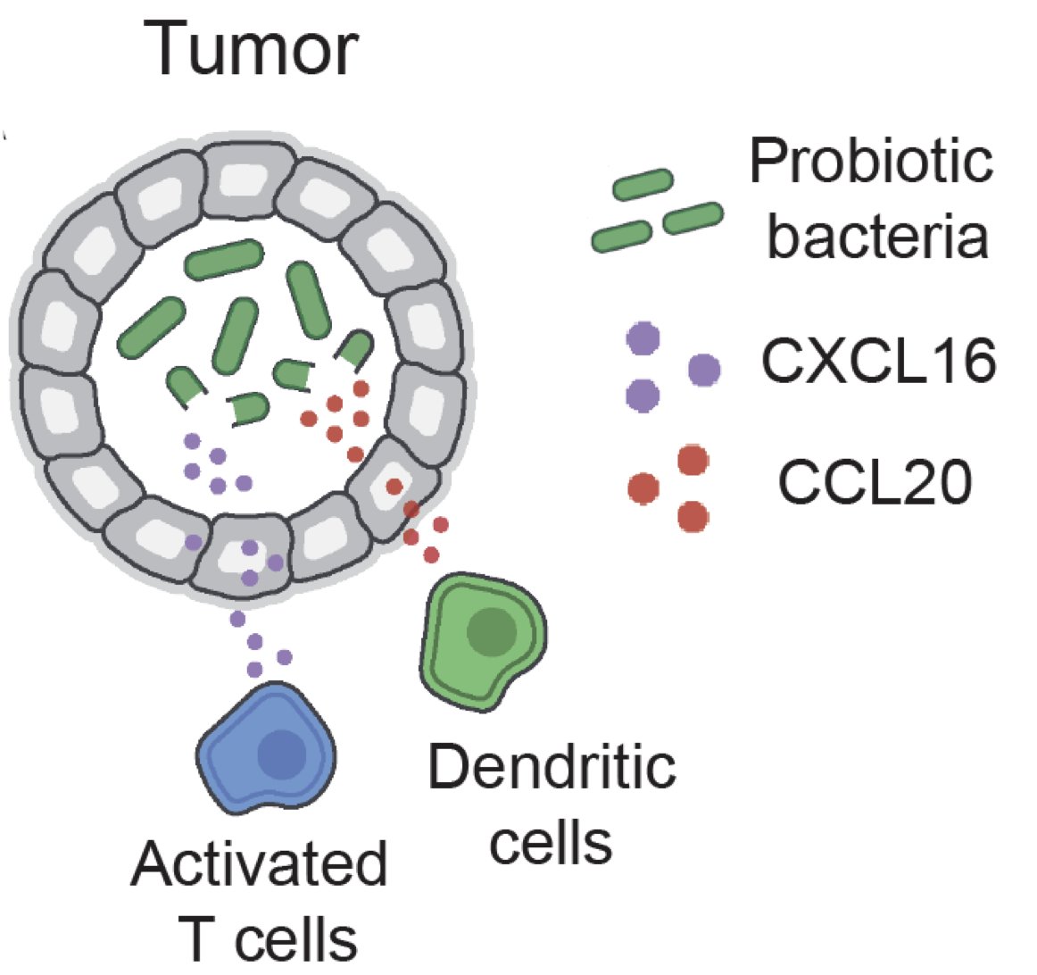 arpaialab's tweet image. Excited to share our work published today in @ScienceAdvances!
@Thomas_M_Savage with @arpaialab and @tdanino lab members engineer bacteria to intratumorally release chemokines that recruit T cells and DCs into tumors, activating anti-cancer immunity. tinyurl.com/ycxf3nss