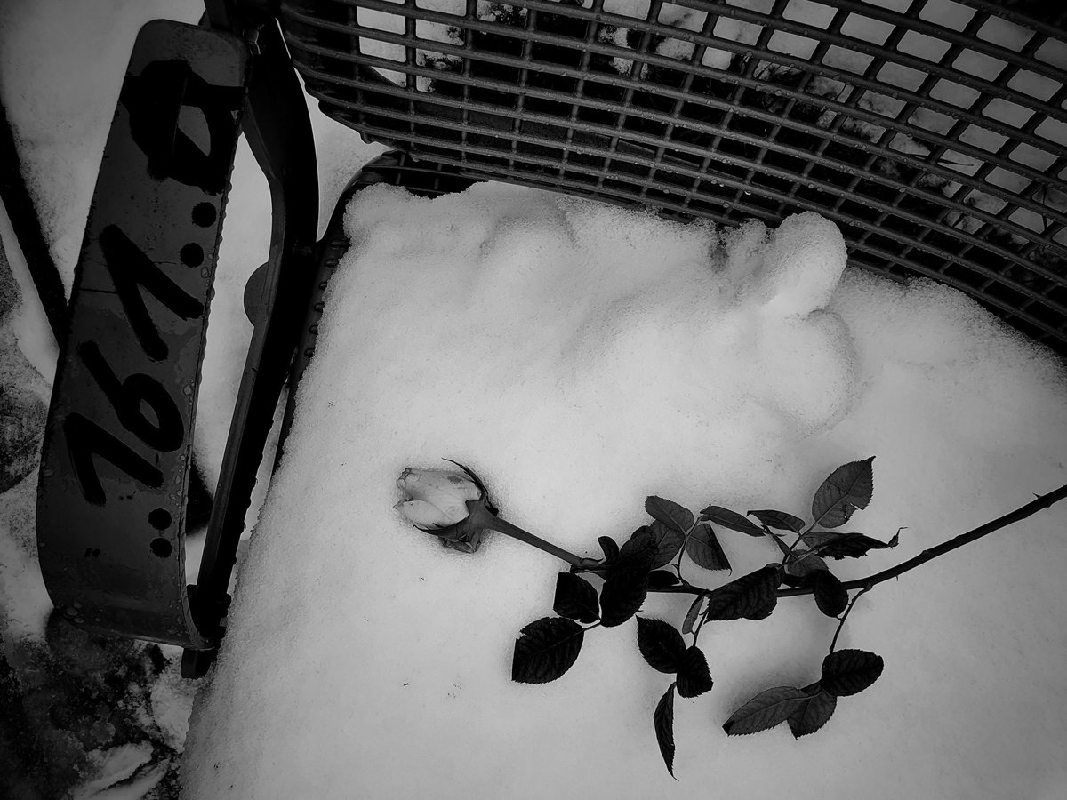 Abendoned rose.....

#abendoned #rose #bw #bw_photooftheday #streetphotography #storyofthestreet #lost #verloren #weltfrauentag #schnee #snow #snowinmarch #schneeimmärz