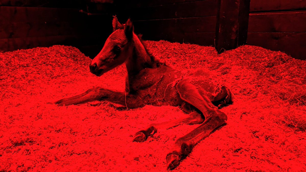 JessWestwood's tweet image. ***FOSTER MARE REQUIRED***
Please call 07536021449. Mare would need to stay where the foal is. Please re-tweet. #FosterMare