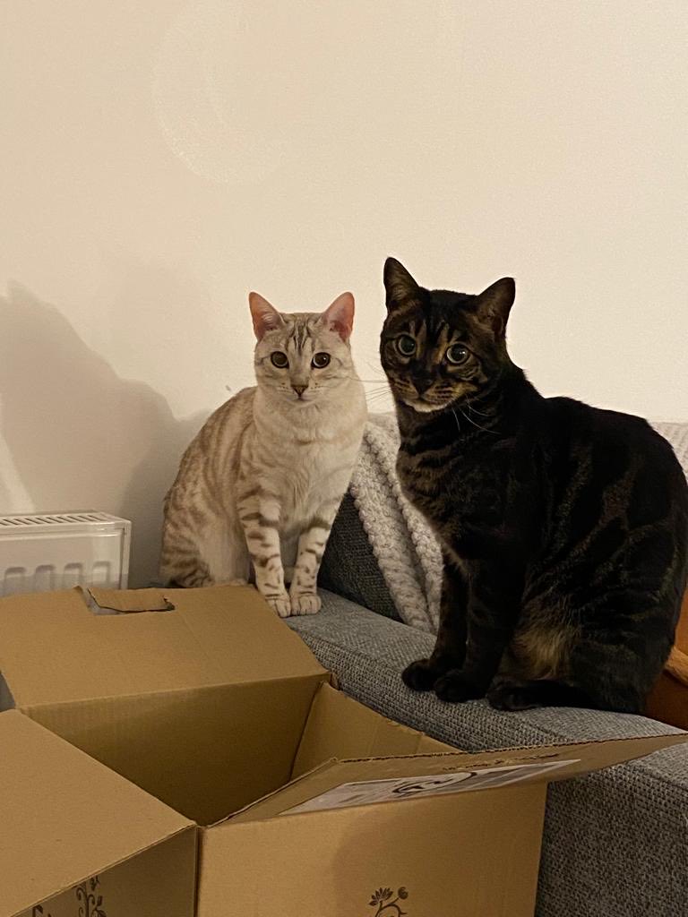NalaTao's tweet photo. What? Another box? Yay🥰#bengaltwosome https://t.co/rmX2w1UKzN