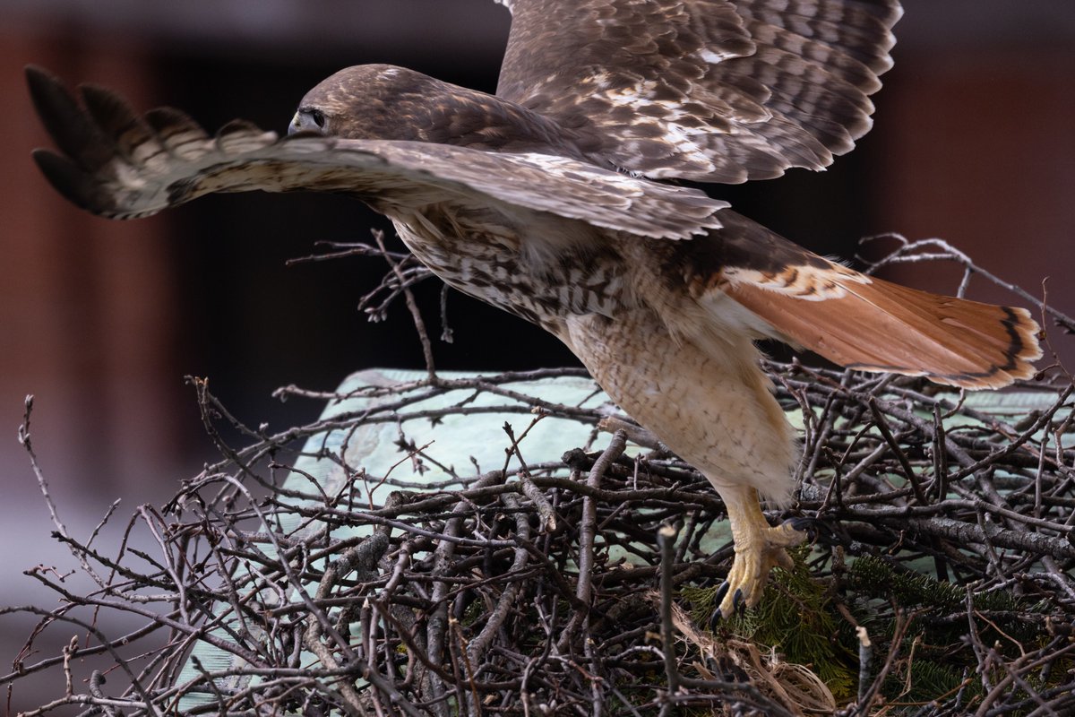Suffolk_U's tweet photo. Suffolk staff on the top floor of 73 Tremont have had an eggs-citing time watching this red-tailed hawk build its nest over the past few days! #newkidonthehawk https://t.co/nzowdqXHlU