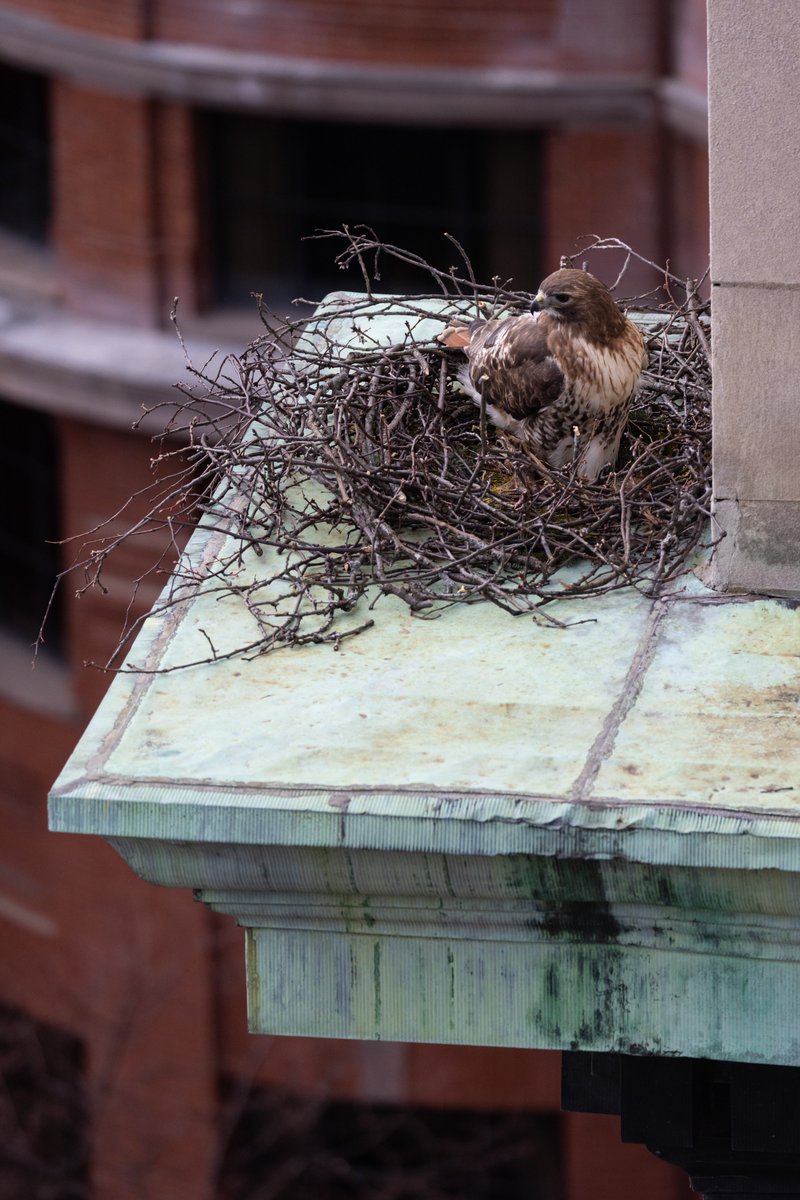 Suffolk_U's tweet photo. Suffolk staff on the top floor of 73 Tremont have had an eggs-citing time watching this red-tailed hawk build its nest over the past few days! #newkidonthehawk https://t.co/nzowdqXHlU