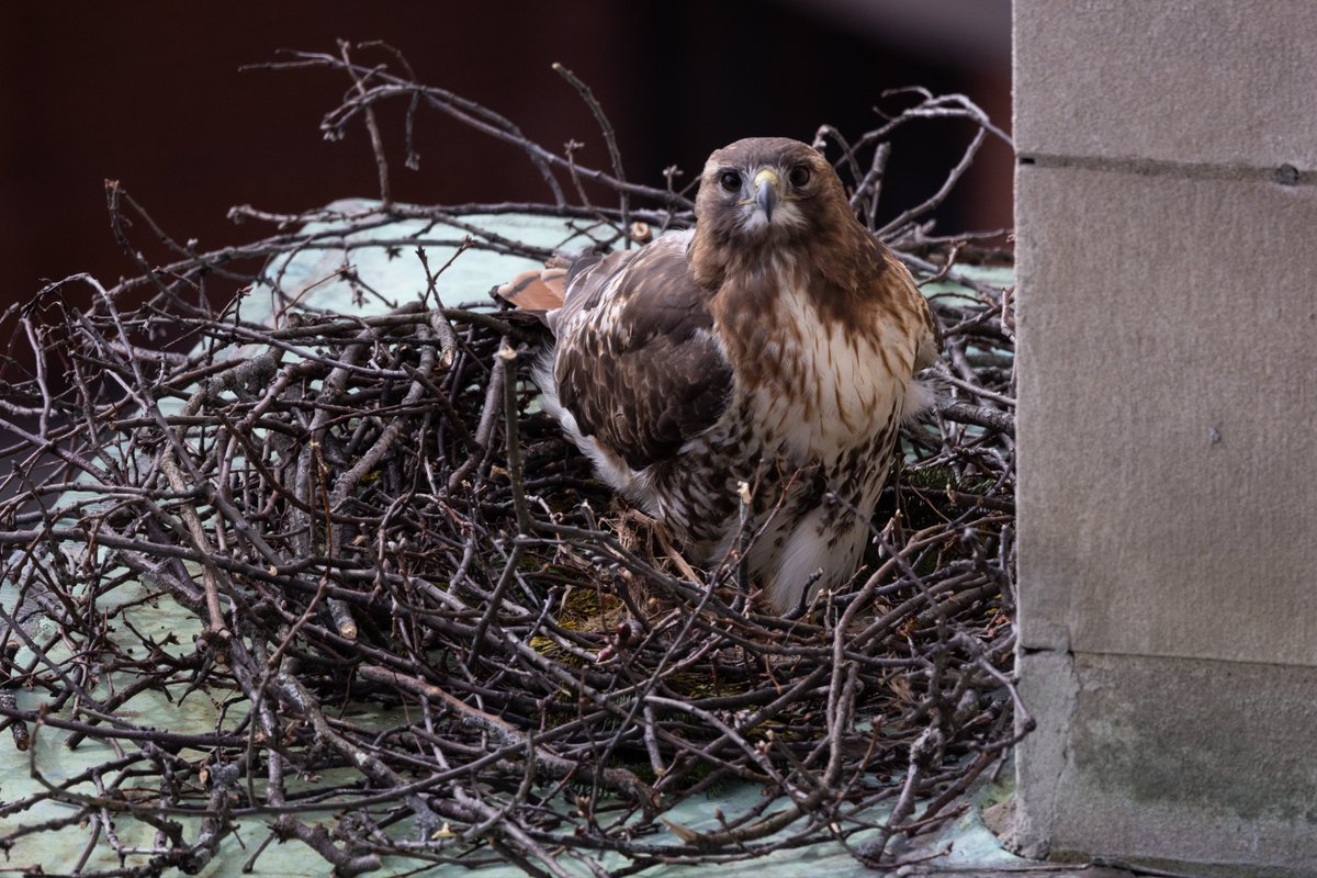 Suffolk University on Twitter "Suffolk staff on the top floor of 73 Tremont have had an eggs