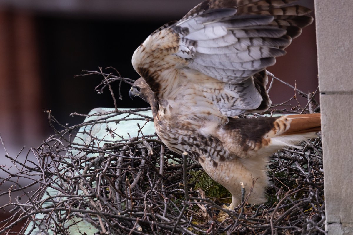 Suffolk_U's tweet photo. Suffolk staff on the top floor of 73 Tremont have had an eggs-citing time watching this red-tailed hawk build its nest over the past few days! #newkidonthehawk https://t.co/nzowdqXHlU