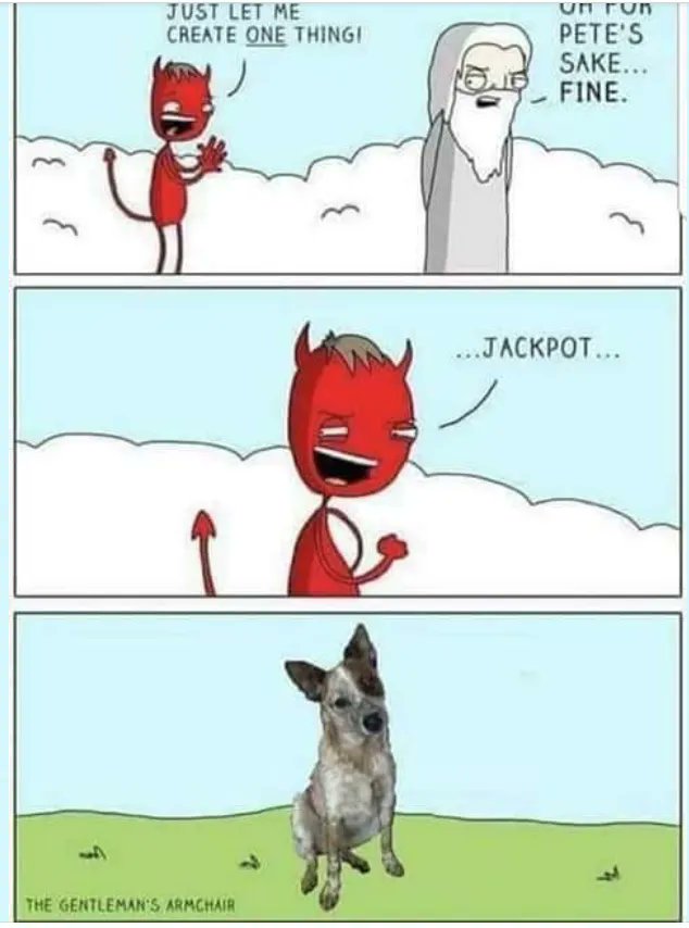 FCattledog's tweet photo. Our mom and dad think this is funny. Don't they know that we are angelic dogs?? #dogsoftwitter #dogsarefamily #Cattledogs #CattledogsOfTwitter #FinnAndEmber https://t.co/i8hAARaKQD