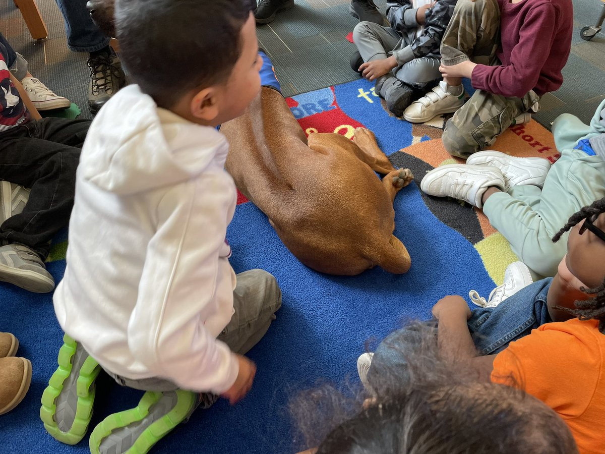 RCSDHBM's tweet image. @kinders_mrs Castellon’s Kindergarten class had a fun visit to the library to meet one of our therapy dogs, Kanzi. Miss Judy showed them the ‘ridge’ on her back (she is a Rhodesian Ridgeback) and the students had some great questions for her! 📚💚🦮 @RCSDNYS  @RCSDLibraries
