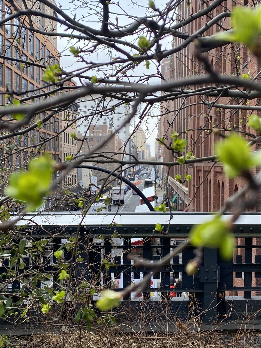 highlinenyc's tweet image. First signs of green are arriving on the High Line! #signsofspringnyc
📍 On the High Line at 16th Street
