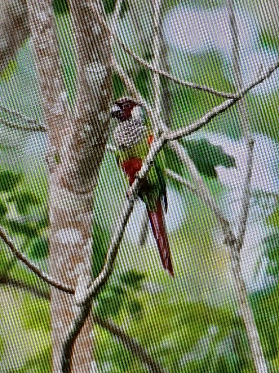 A great first day on our northeast Brazil endemics tour with excellent views of poorly-named Grey-breasted Parakeet. So much more beaitiful than the name implies!