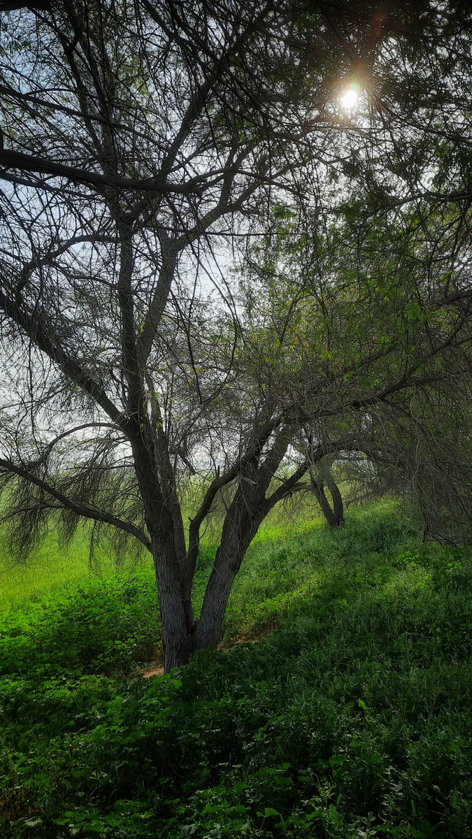 ◽️Lighting 
◽️On <a href="/objktcom/">objkt</a> 
◽️Be green and seek light.
◽️8/10 left
◽️2 xtz
◽️Link:objkt.com/asset/hicetnun…