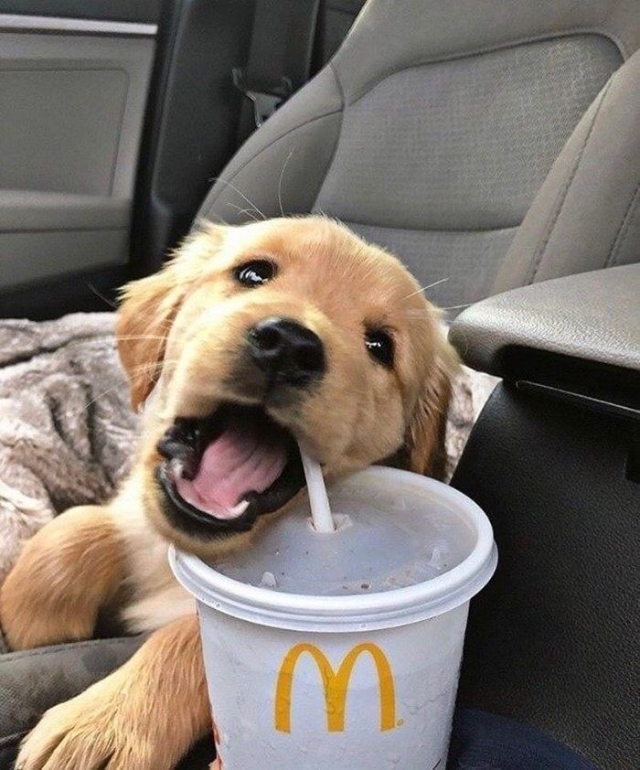 Hello, I am running for a position as an online ambassador as the best Instagram Dog   page of the year, can you please vote for me Xx ? 🥺🙏
Here is my voting link to my Instagram voting page,sign in to send me your voting code  through the link below 👇 
إيجكينج.art/t/pop.php?user…