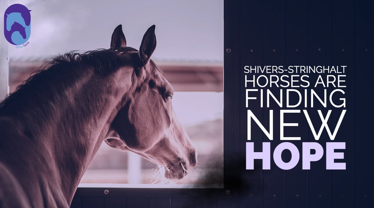 We're here to give you hope! HOPE for horses who have Shivers-Stringhalt Syndrome. HOPE for horses with undiagnosed issues. Find out more about our work, our research and how we are transforming an industry. 🙌 declue-equine.com
#equine #equinecare #sporthorse