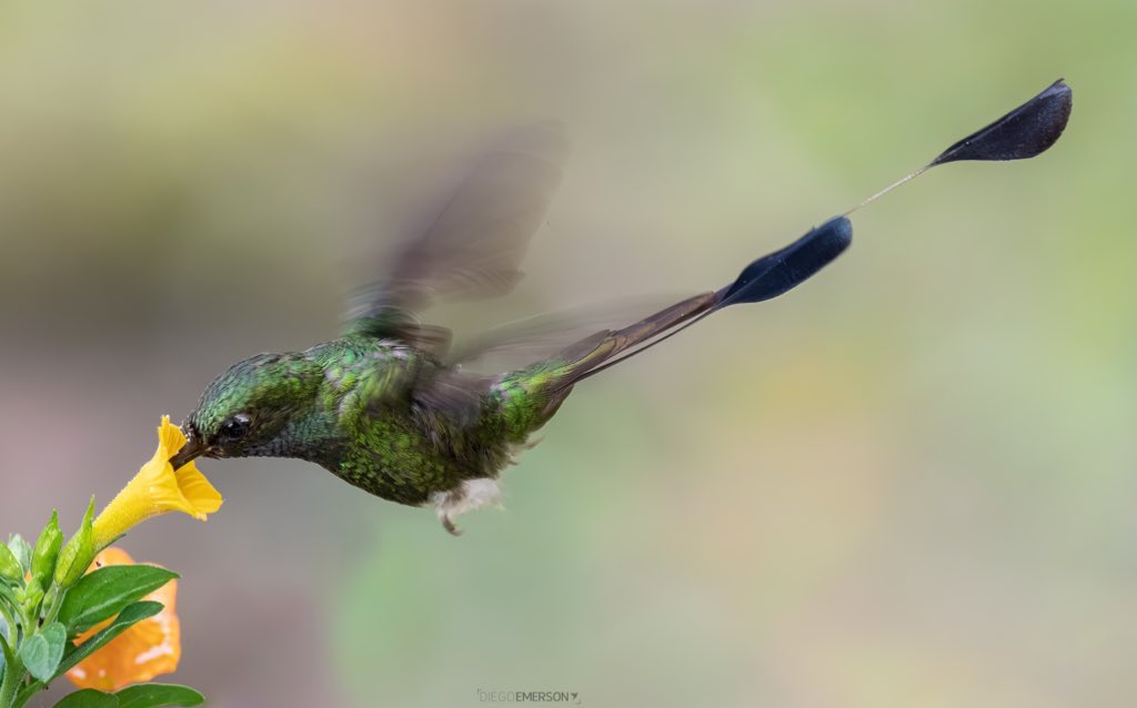 diegoetorres's tweet photo. Tus besos saben a mermelada, dijo el colibrí. https://t.co/unfz0kQCaY