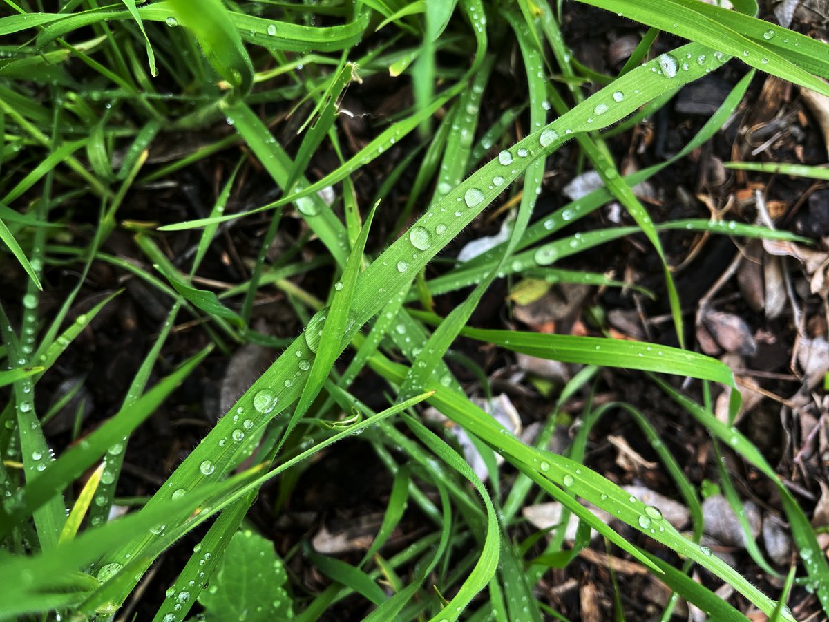 gardenersnotebk's tweet photo. Rain on the grass in the garden

https://t.co/ScgEVpdEhM

https://t.co/ftvEHVGlTj

➡️ I have moved here
https://t.co/PxU4kEiVjf and https://t.co/EdRWvQ4P89 

#raindrop #rain #grass #nature #outdoors #california #losangeles #plants #photography https://t.co/71c532tIWf