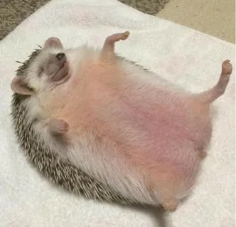 Крейзисука tweet media